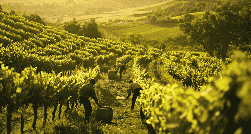 Der Wein und der Wind – Eine Reise durch Weinlandschaften